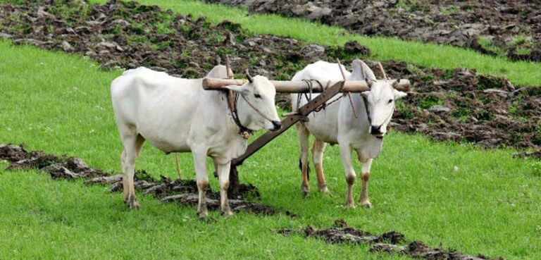 हलगोरु पाल्ने किसानलाई अनुदान