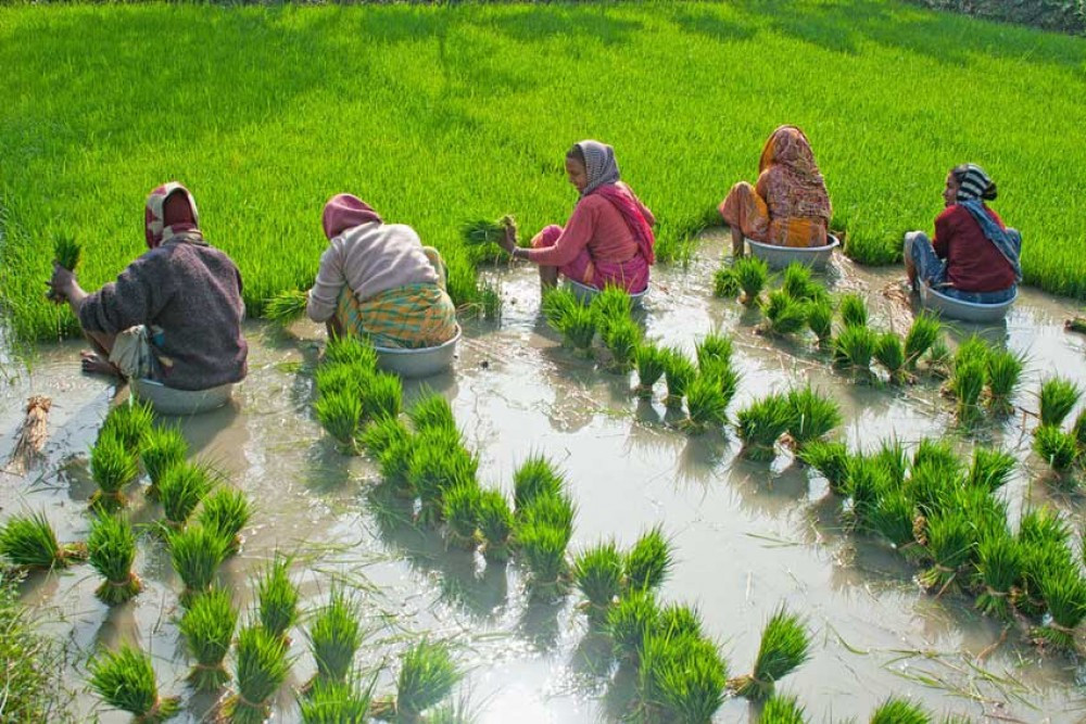 देशभर करिब ५९ प्रतिशत धान रोपाइँ